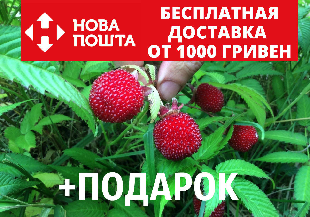 Малина мяо-мяо семена 20 шт тибетская розолистная Rúbus rosifólius для саженцеви + инструкции + подарок
Малина мяо-мяо семена 20 шт тибетская розолистная Rúbus rosifólius для саженцеви + инструкции + подарок