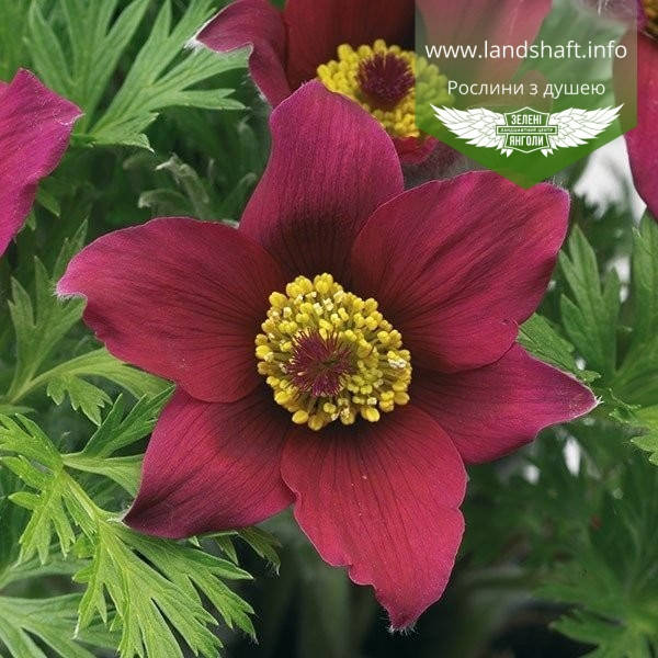 Pulsatilla vulgaris 'Pinwheel Dark Red Shades', Сон звичайний 'Пінвіл Дарк Ред Шейдс',P9 - горщик 9х9х9
Pulsatilla vulgaris 'Pinwheel Dark Red Shades', Сон звичайний 'Пінвіл Дарк Ред Шейдс',P9 - горщик 9х9х9