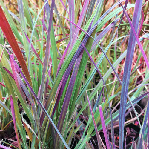 Схизахириум метельчатый Стендинг Овейшн / Standing Ovation / Р12 
Схизахириум метельчатый Стендинг Овейшн / Standing Ovation / Р12