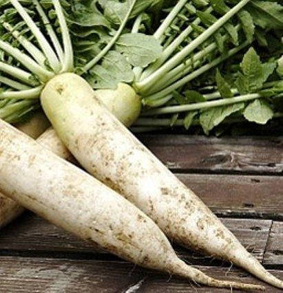 Семена редьки Дайкон Мино Эрли (имп) 
Семена редьки Дайкон Мино Эрли (имп)