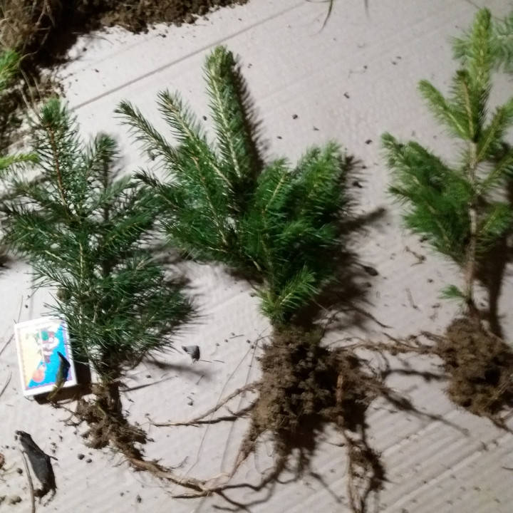 Ялина звичайна (зелена) - Саджанець
Ялина звичайна (зелена) - Саджанець