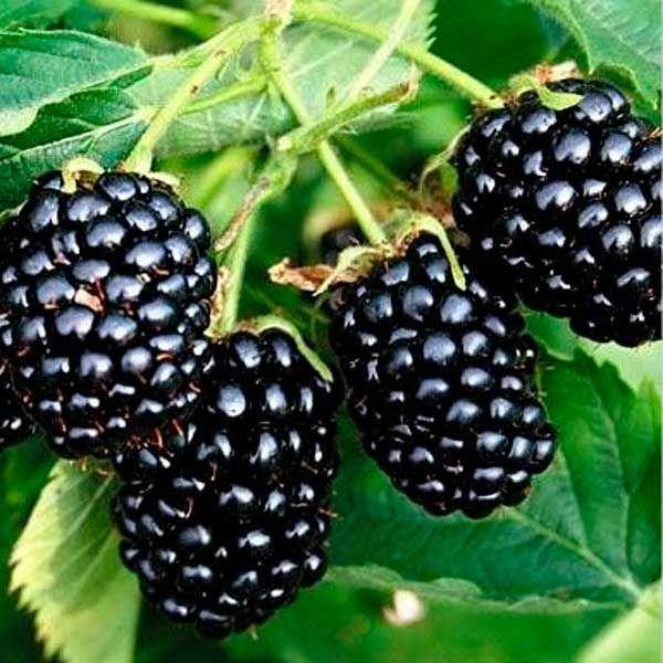 Ежевика(Ожина) Натчез 12-15см (Natchez)
Ежевика(Ожина) Натчез 12-15см (Natchez)