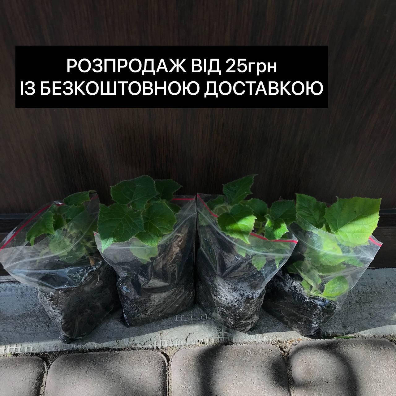 Саженцы Павловнии сорта Войлочна, размер от 5см до 10см. У нас бесплатная доставка и лучшие цены
Саженцы Павловнии сорта Войлочна, размер от 5см до 10см. У нас бесплатная доставка и лучшие цены