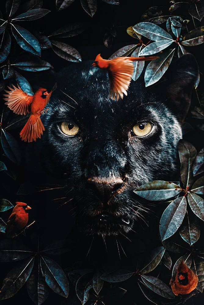 Алмазная Мозаика Пантера Набор Вышивки DIY-3976 25x30 см (Полная Выкладка)
Алмазная Мозаика Пантера Набор Вышивки DIY-3976 25x30 см (Полная Выкладка)