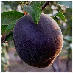 Абрикос Милитопольский Чорний
Абрикос Милитопольский Чорний