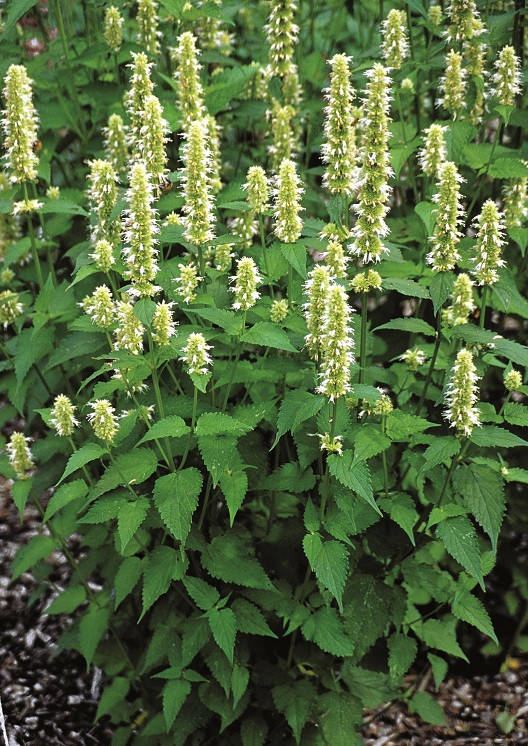 Лофант тибетский (семена) 100 шт
Лофант тибетский (семена) 100 шт