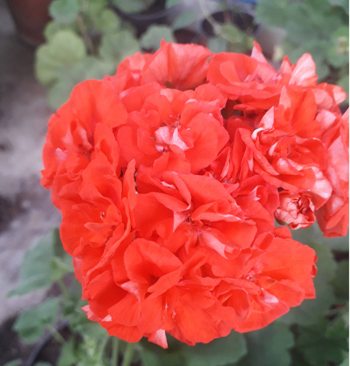 Edwards Toscana (12) 
Edwards Toscana (12)