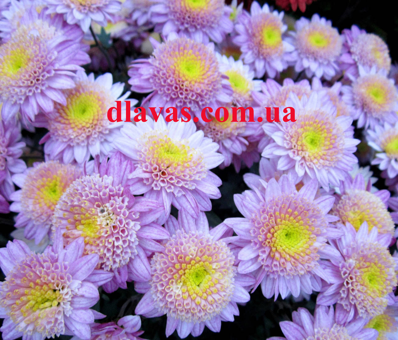 Хризантема черенок ВАНИЛЛА
Хризантема черенок ВАНИЛЛА