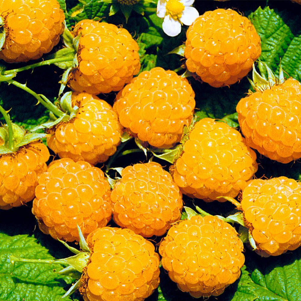 Малина "ЗОЛОТИСТЫЙ ГИГАНТ"
Малина "ЗОЛОТИСТЫЙ ГИГАНТ"