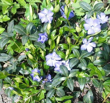 Барвинок малый голубой. Саженцы ОКС.
Барвинок малый голубой. Саженцы ОКС.