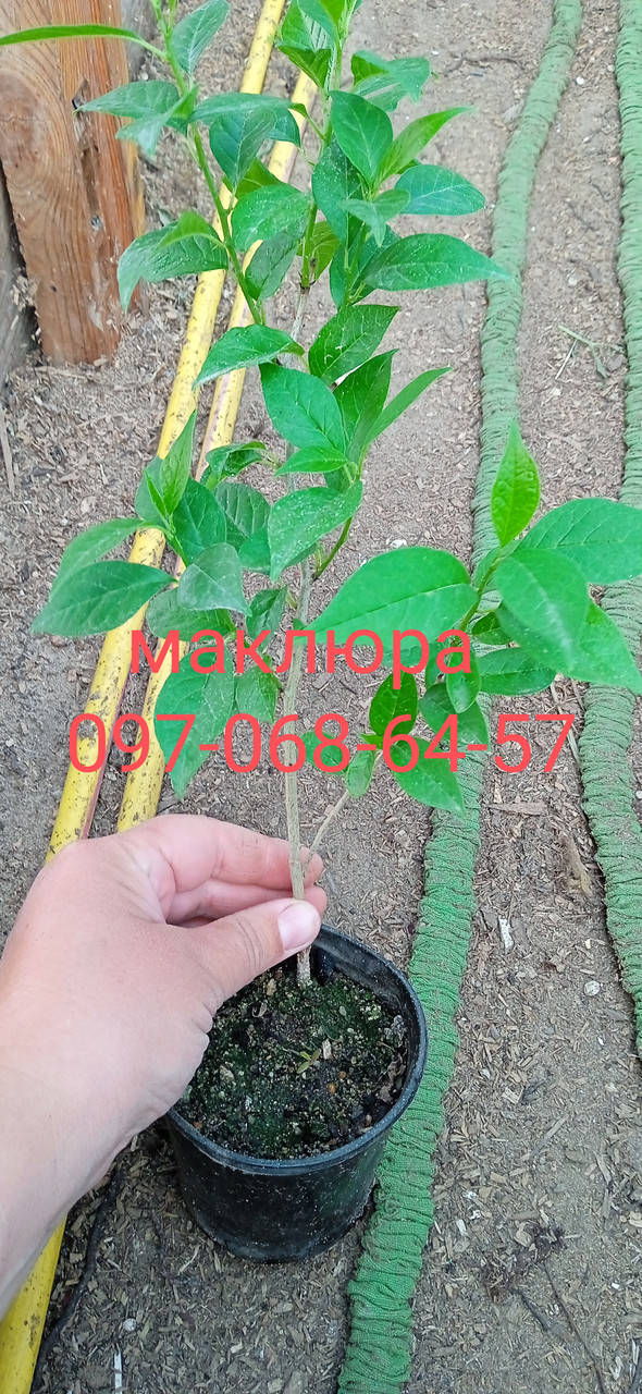 Саженцы Маклюры лечебной.
Саженцы Маклюры лечебной.