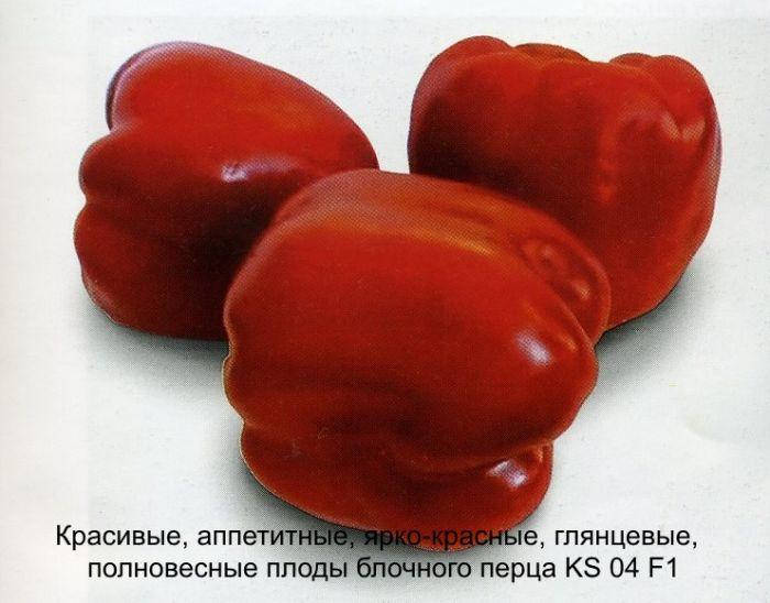 Семена Перец сладкий KS 04 F1 поштучно 10 семян Kitano Seeds 
Семена Перец сладкий KS 04 F1 поштучно 10 семян Kitano Seeds