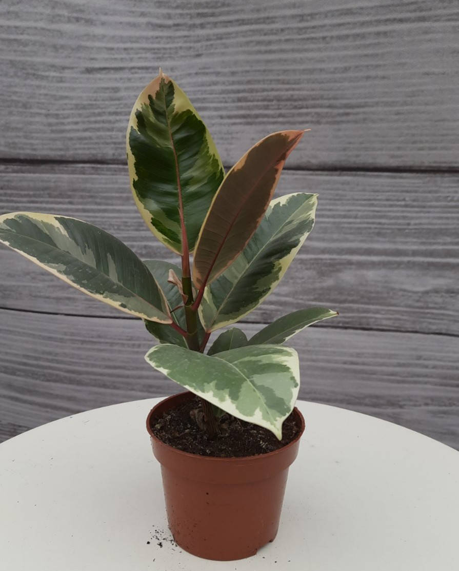 Фикус Еластика 25см высота, 11см диаметр горшка., Темно-зеленый
Фикус Еластика 25см высота, 11см диаметр горшка., Темно-зеленый