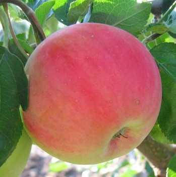 Яблуня Безгуда
Яблуня Безгуда