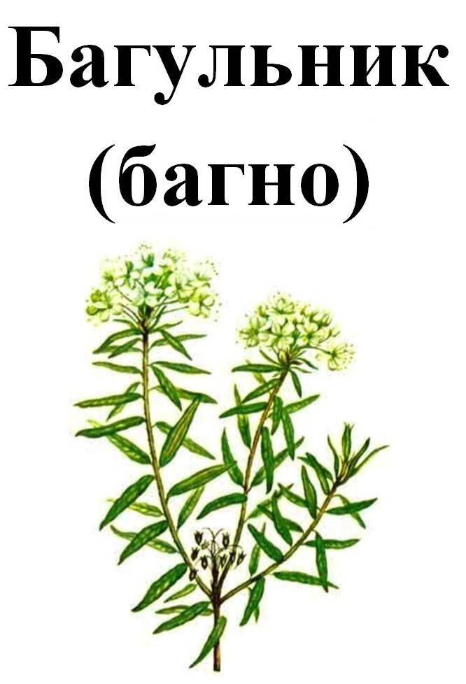 Багульник, трава сухая, 40 грамм
Багульник, трава сухая, 40 грамм