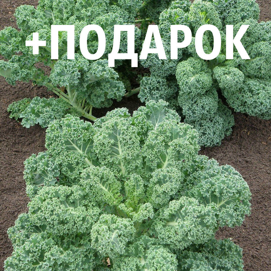 Капуста кейл семена 20 шт (листовая, кудрявая, кале, грюнколь, браунколь, Brassica oleracea) + инструкции
Капуста кейл семена 20 шт (листовая, кудрявая, кале, грюнколь, браунколь, Brassica oleracea) + инструкции