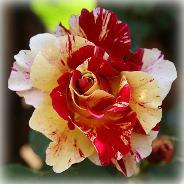 Роза Морис Утрилло (Maurice Utrillo), чайно-гибридная в контейнере
Роза Морис Утрилло (Maurice Utrillo), чайно-гибридная в контейнере