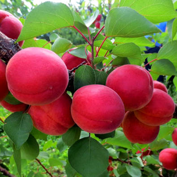 Саженцы абрикоса «Приция» - 1-летний
Саженцы абрикоса «Приция» - 1-летний