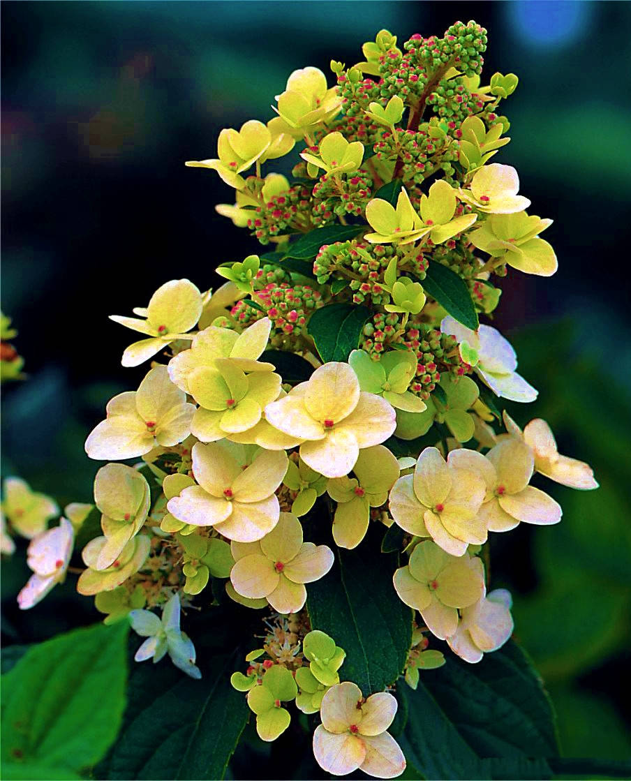 Гортензия метельчатая " Октобер Брайд" \ Hydrangea paniculata October bride ( саженцы 3 года)
Гортензия метельчатая " Октобер Брайд" \ Hydrangea paniculata October bride ( саженцы 3 года)