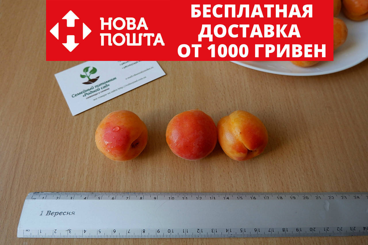 Абрикос ранний (30 штук) семена косточки (для саженцев, насіння для саджанців + инструкция + подарок
Абрикос ранний (30 штук) семена косточки (для саженцев, насіння для саджанців + инструкция + подарок