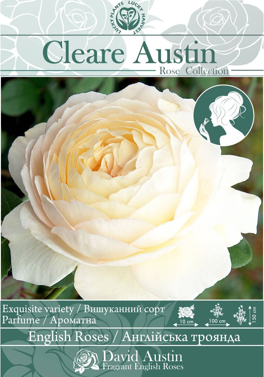 Саженцы Английских Кустовых Роз " Cleare Austin" (Клер Остин ) ТМ LUCKY HARVEST. Возраст 2+
Саженцы Английских Кустовых Роз " Cleare Austin" (Клер Остин ) ТМ LUCKY HARVEST. Возраст 2+