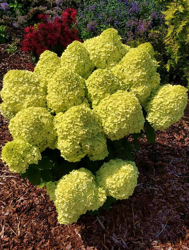 Гортензия метельчатая Гринлайт \ hydrangea paniculata Greenlight ( саженцы 3 года) Новинка
Гортензия метельчатая Гринлайт \ hydrangea paniculata Greenlight ( саженцы 3 года) Новинка