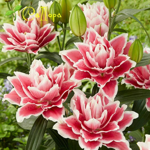 Лилия Розелли Саманта (Roselily Samantha) 
Лилия Розелли Саманта (Roselily Samantha)