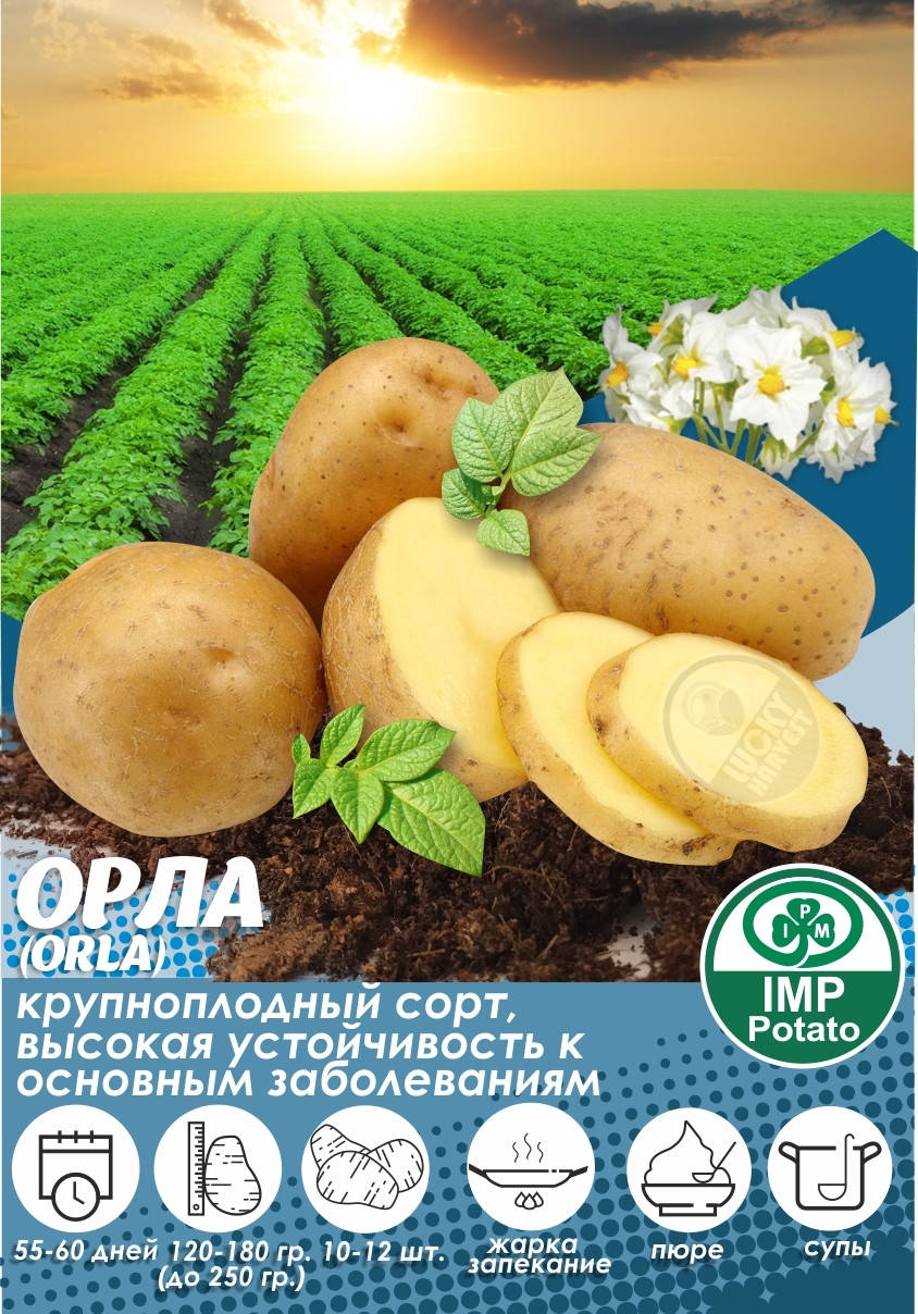 Насіннева картопля "ОРЛА" 1-а репродукція ТМ" IMP Potato" (Голандія) 5 кг.
Насіннева картопля "ОРЛА" 1-а репродукція ТМ" IMP Potato" (Голандія) 5 кг.