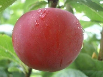 Саженцы сливы БЕРБАНК ГИГАНТ (двухлетний) среднего срока созревания 
Саженцы сливы БЕРБАНК ГИГАНТ (двухлетний) среднего срока созревания