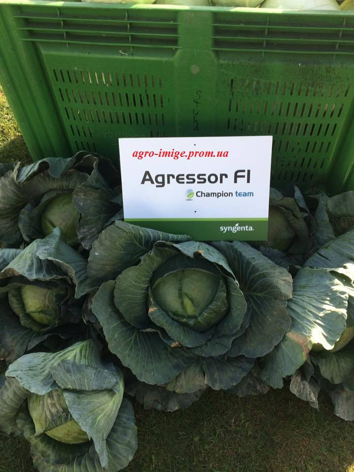 Капуста білоголова Агресор F1 2,500н. Syngenta Сингента
Капуста білоголова Агресор F1 2,500н. Syngenta Сингента