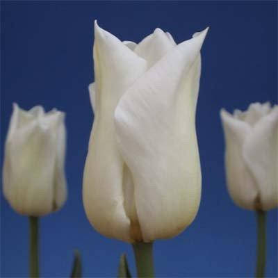 Тюльпан Agrass White (луковицы) 3 шт
Тюльпан Agrass White (луковицы) 3 шт