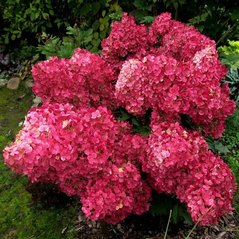 Гортензія волотиста Wim's Red 3 річна, Гортензия метельчатая Вимс Ред, Hydrangea paniculata Wim's Red
Гортензія волотиста Wim's Red 3 річна, Гортензия метельчатая Вимс Ред, Hydrangea paniculata Wim's Red