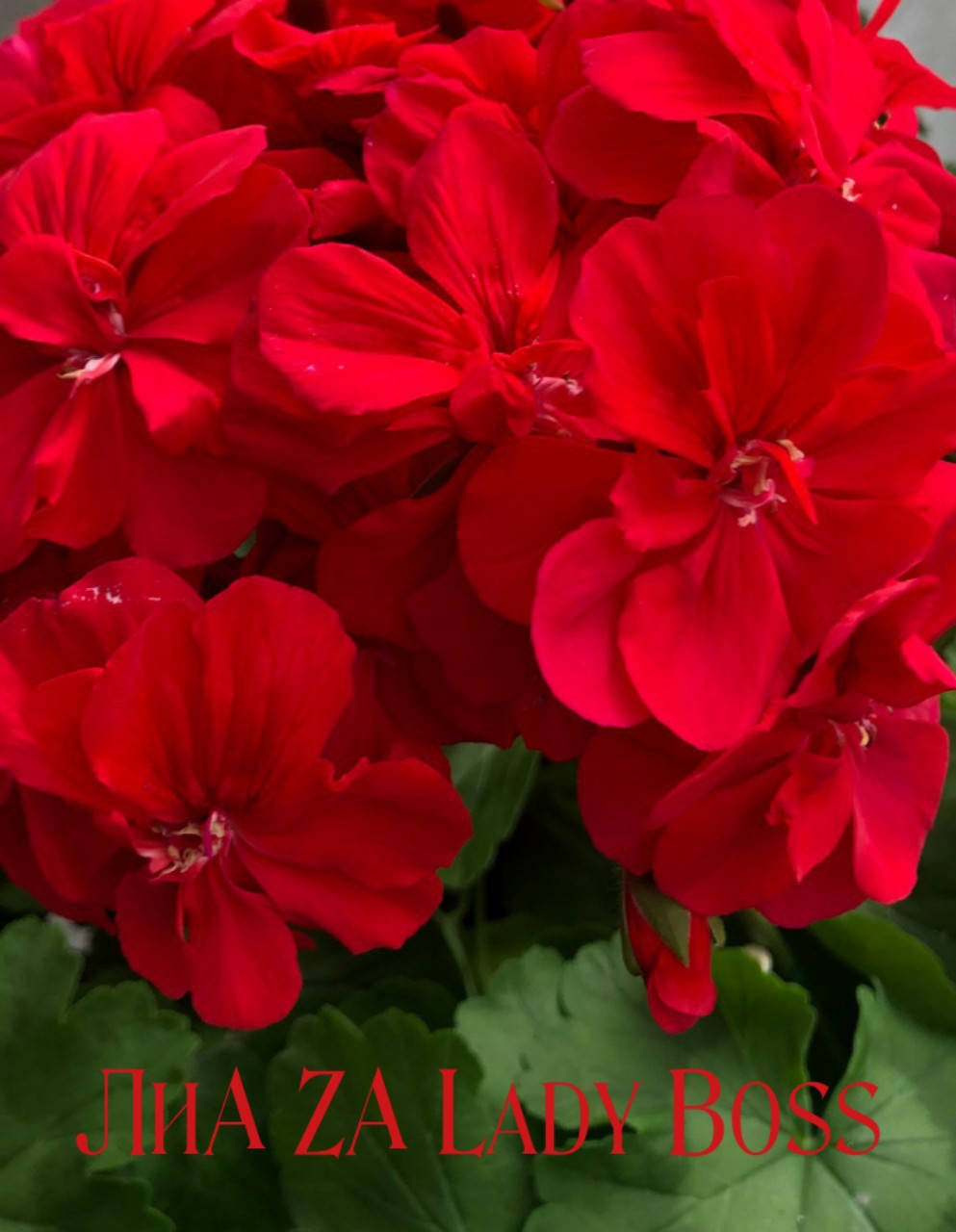 Пеларгония ЛиА Леди Босс (51с)
Пеларгония ЛиА Леди Босс (51с)