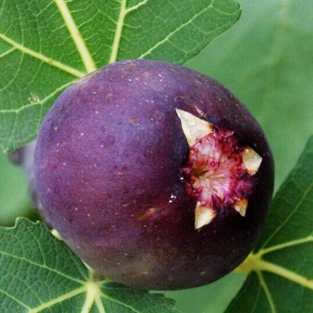 Инжир Финиковый 1 год
Инжир Финиковый 1 год