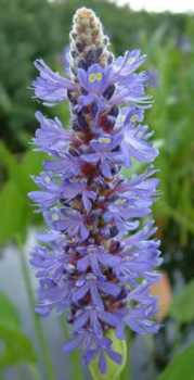 Понтедерия сердцелистная 3сем
Понтедерия сердцелистная 3сем