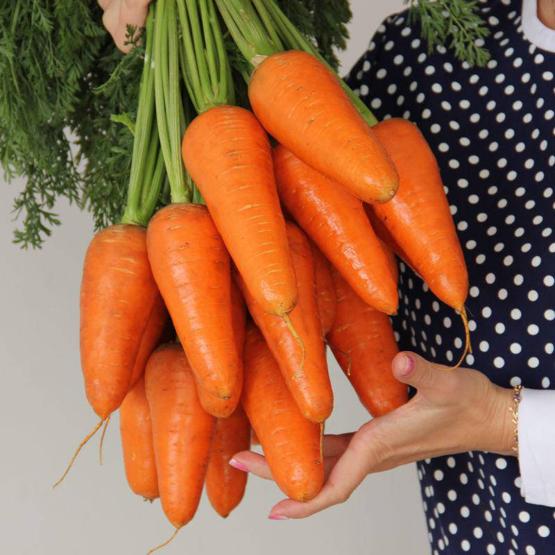 Семена Морковь Норма F1, 10 граммов Lucky Seed
Семена Морковь Норма F1, 10 граммов Lucky Seed