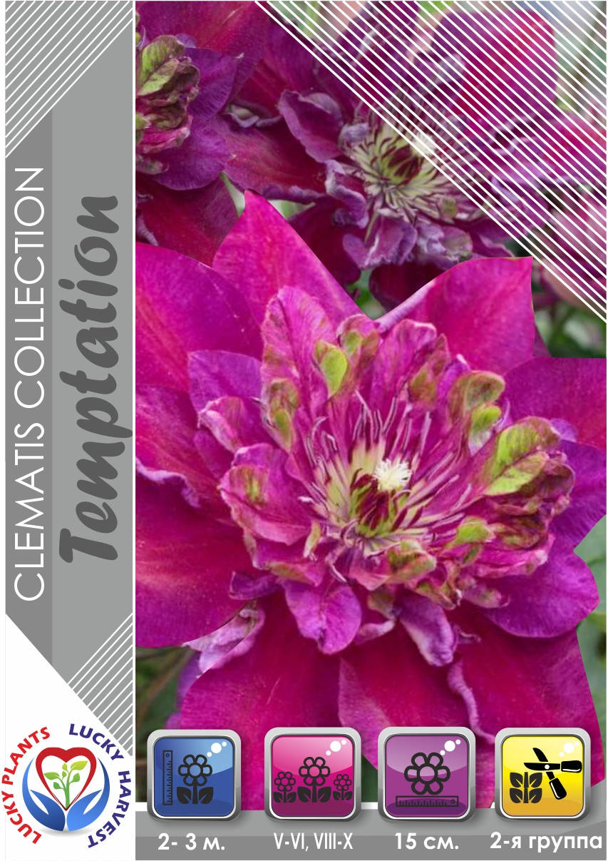 Саджанець Клематіса "Temptation " ТМ LUCKY HARVEST. Вік 1+ (2-а група підрізки)
Саджанець Клематіса "Temptation " ТМ LUCKY HARVEST. Вік 1+ (2-а група підрізки)