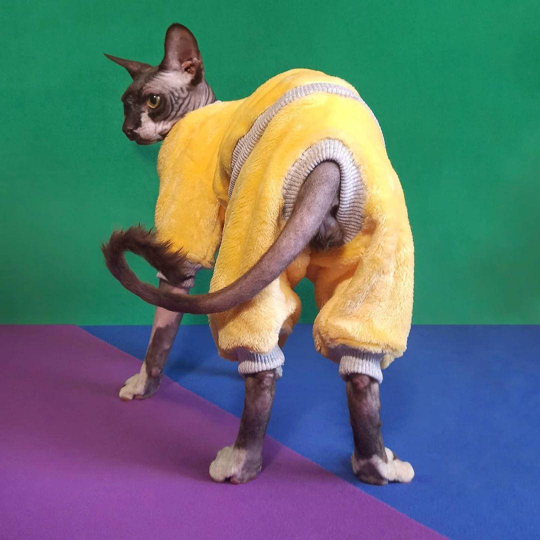 Теплый комбинезон-пижама с отстёгивающимися штанишками для кота / кошки сфинкса велсофт
Теплый комбинезон-пижама с отстёгивающимися штанишками для кота / кошки сфинкса велсофт