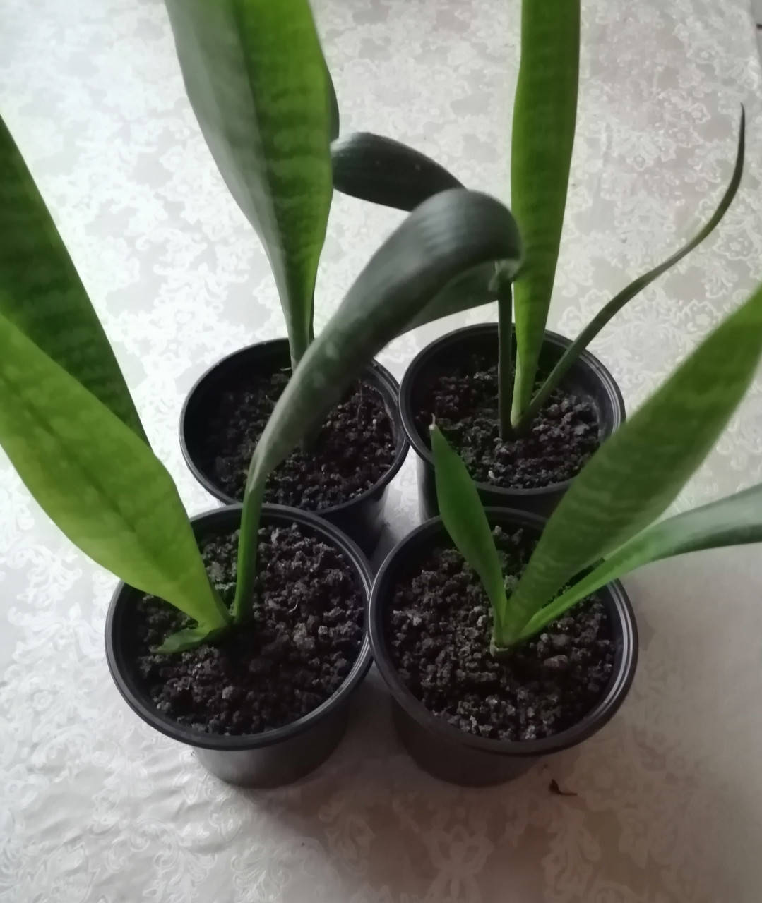Сансевиерия Трехполосная Зейланика (Sansevieria Тrifasciat Zeylanika), молодое растение
Сансевиерия Трехполосная Зейланика (Sansevieria Тrifasciat Zeylanika), молодое растение