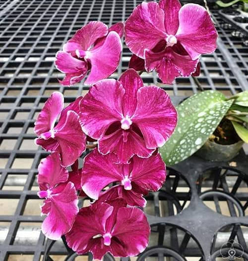 Phal. Miki Black Marble '469'/ Чёрный мрамор '469' Подросток 1,7, Мериклон. Цветок 7 см., Черный
Phal. Miki Black Marble '469'/ Чёрный мрамор '469' Подросток 1,7, Мериклон. Цветок 7 см., Черный