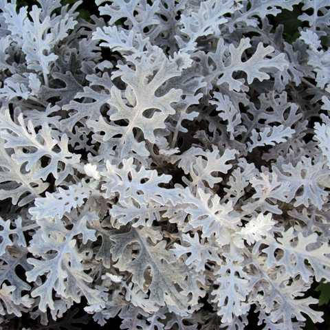 

Семена Цветы Цинерария Сильвер Фоллс 0,1г GL Seeds (1845)