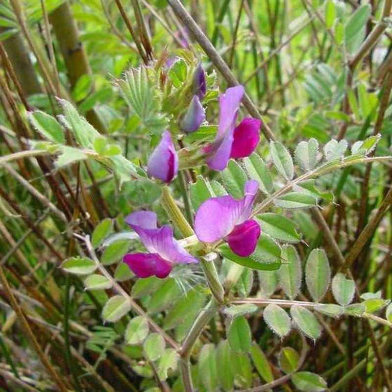 

Семена Вика