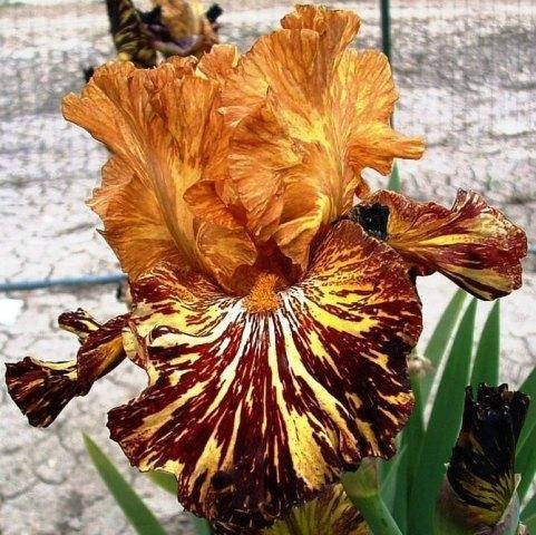 

Ирис Спайс Тигр (Spiced Tiger)