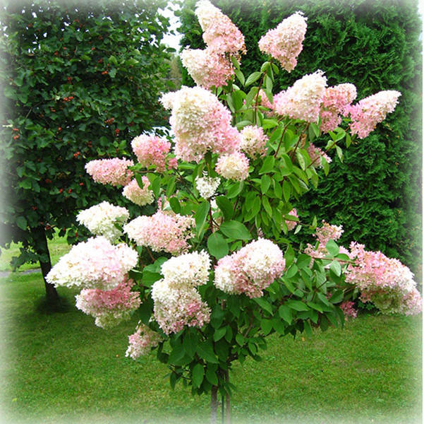 

Гортензия метельчатая Grandiflora (Грандифлора) на штамбе