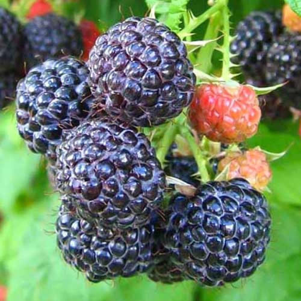 

Малина черная Кумберленд, Rubus idaeus Cumberland