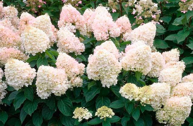 

Гортензія волотиста Magical Sweet Summer (Горщик р9)