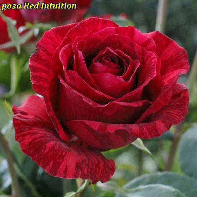 

Роза Red Intuition (Ред Интуишен)