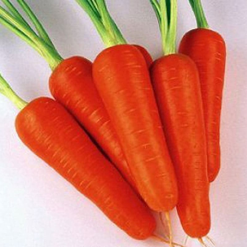 

Морковь Каролина (Каскад) TI - 134 F1 Coralina Takii Seeds 100 000 семян 1,8 - 2,0 мм