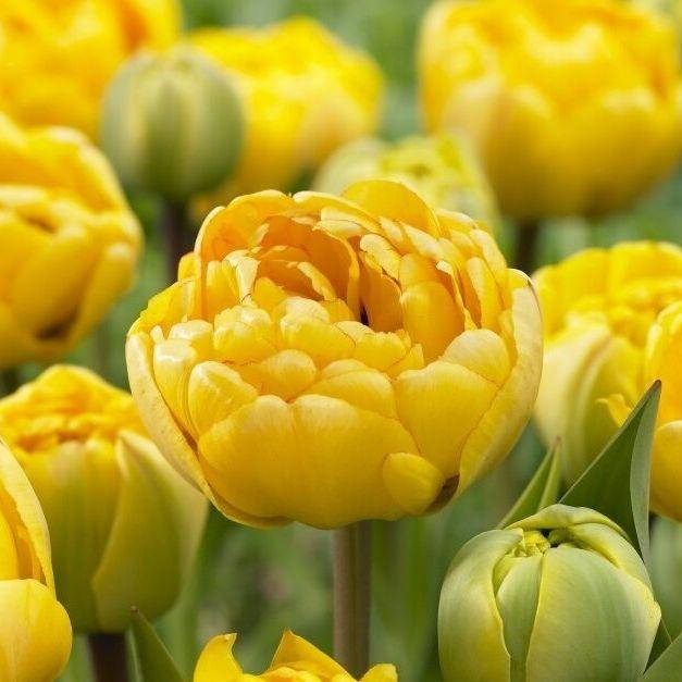 

Тюльпан Махровый поздний Yellow Pomponnette луковицы, Желтый