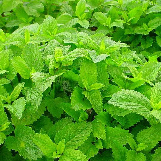 

Мелисса лимонная, Melissa officinalis